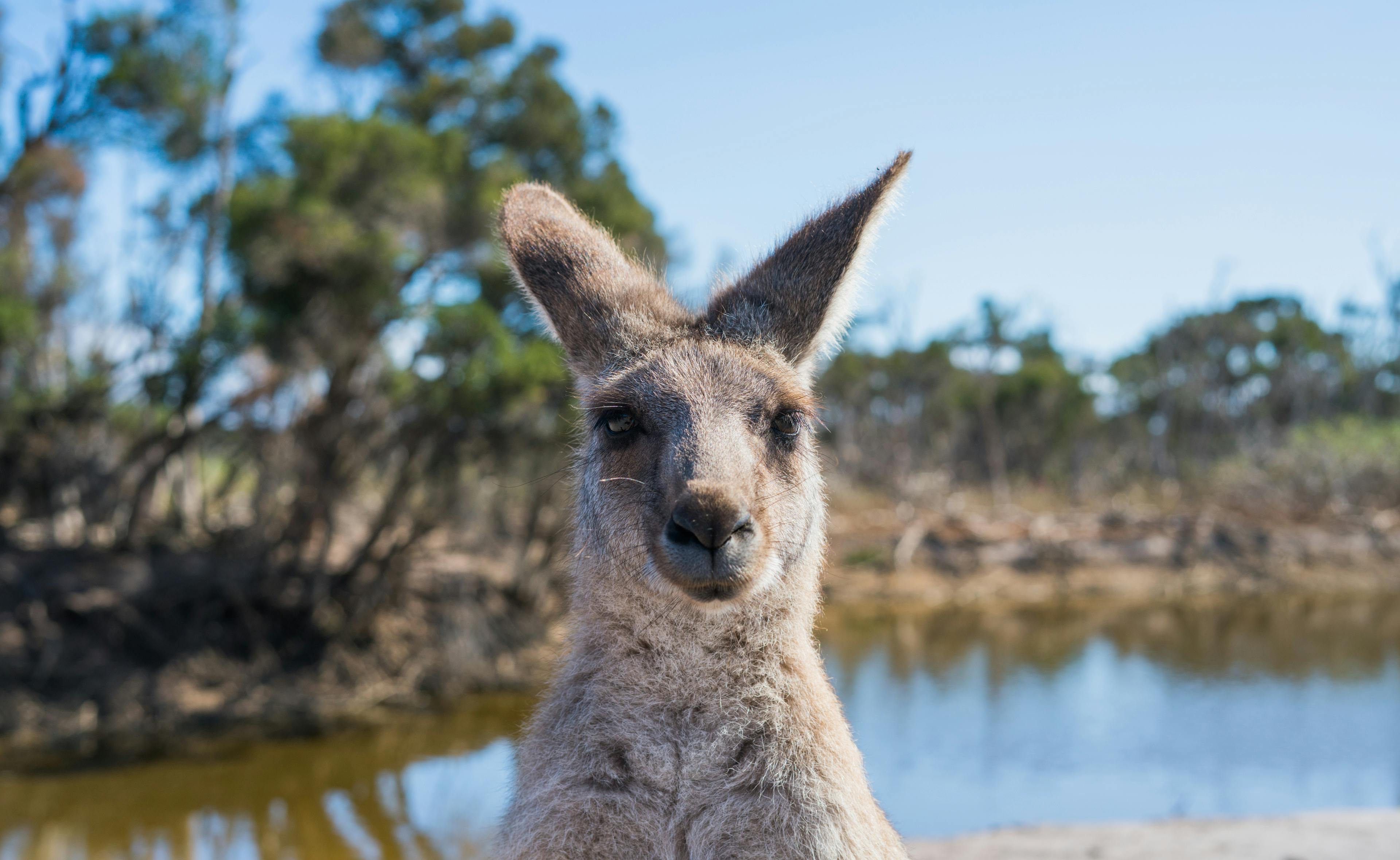 Kangourou australien